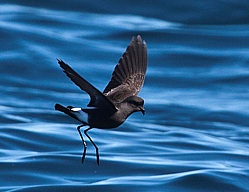 wilsons_strm_petrel.jpg