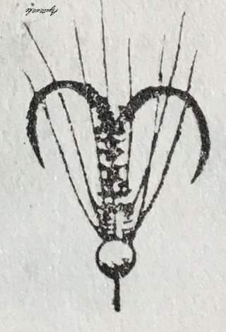 The Japanese name is 蝶針＝ Butterfly Hook.jpeg