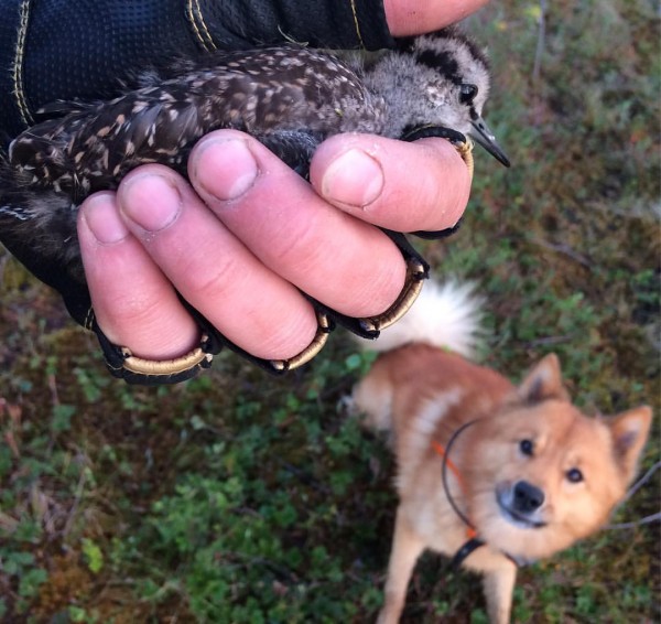 8Hl-H8qA8OI.jpg (103.3 КБ) Просмотров: 3266 8Hl-H8qA8OI.jpg