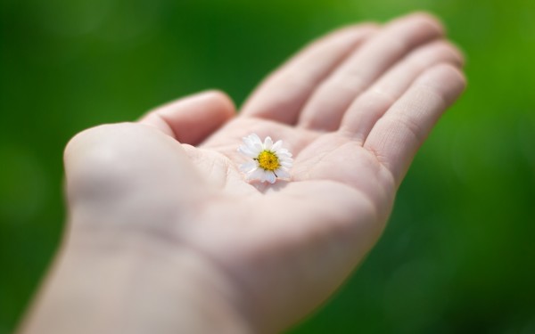 flower-in-hand-1920x1200-wallpaper.jpg