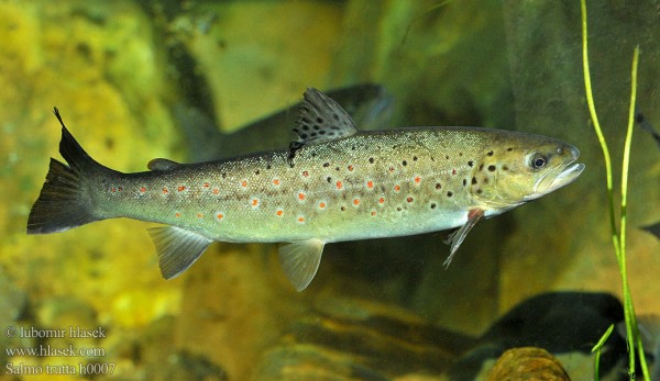 salmo_trutta_h0007.jpg