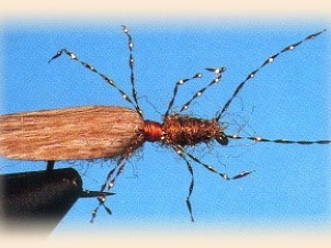 flying-ant-001