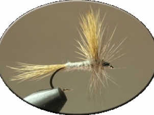 gray-wulff-001