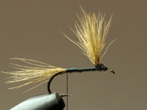 gray-wulff-004