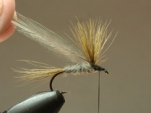 gray-wulff-006