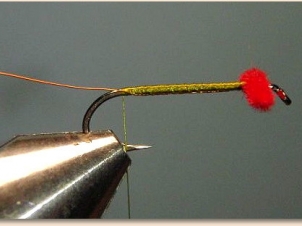 red-eye-damsel-003
