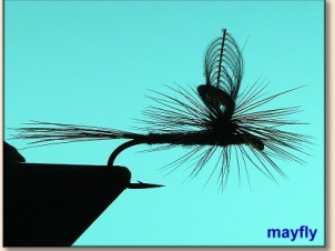 wonder-wings-017