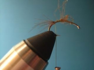 amu-caddis-emerger-002