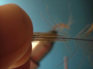 amu-caddis-emerger-006