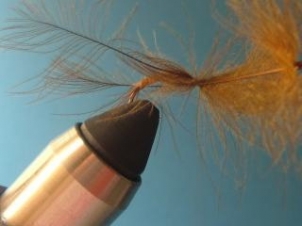 amu-caddis-emerger-007