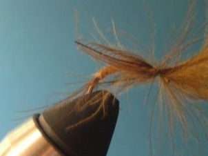 amu-caddis-emerger-008