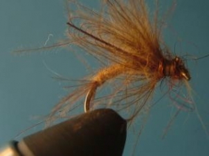 amu-caddis-emerger-011