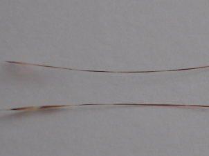 everybodys-caddis-006