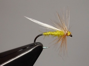yellow-sally-dry-001