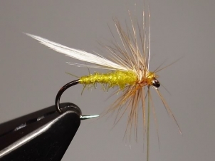 yellow-sally-dry-008