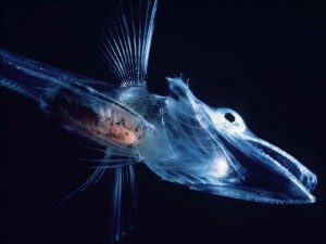 Icefishuk